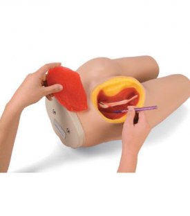 LF 00961U Kas İçi Kalça Enjeksiyon Maketi